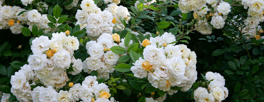 Rosier ombre