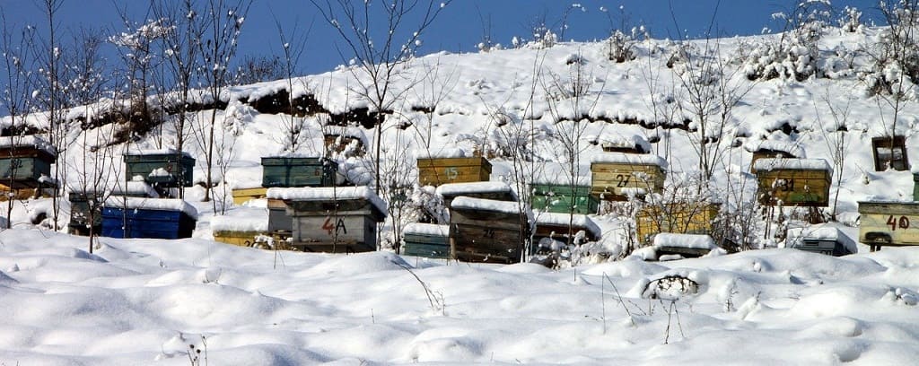 ruches en neige