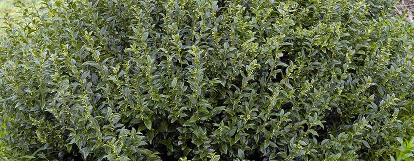 arbuste sarcococca