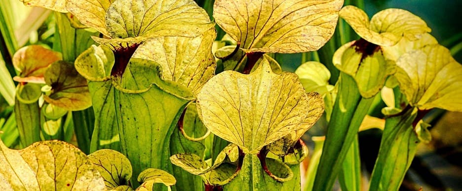 sarracenia entretien