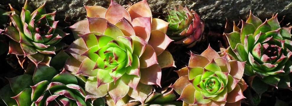 sedum jardin