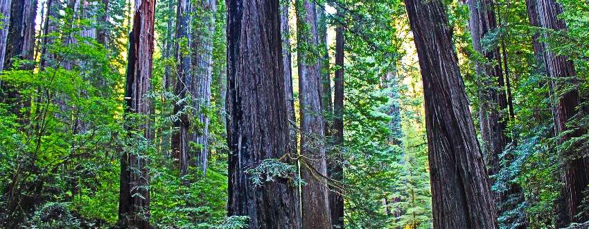 sequoia plante