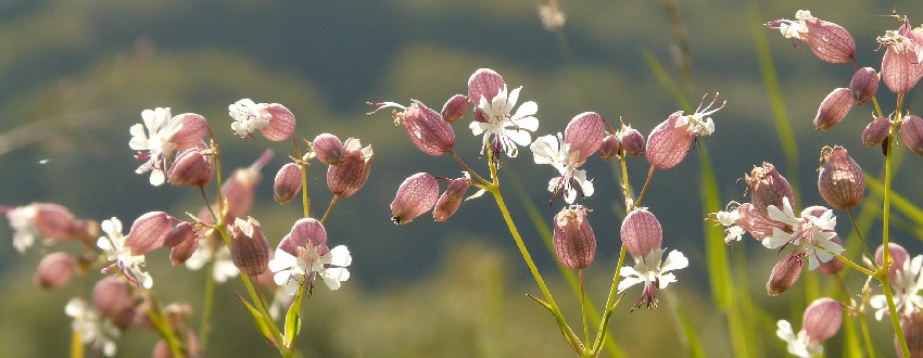 silene