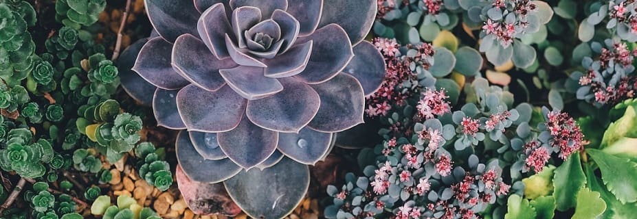 variétés succulentes