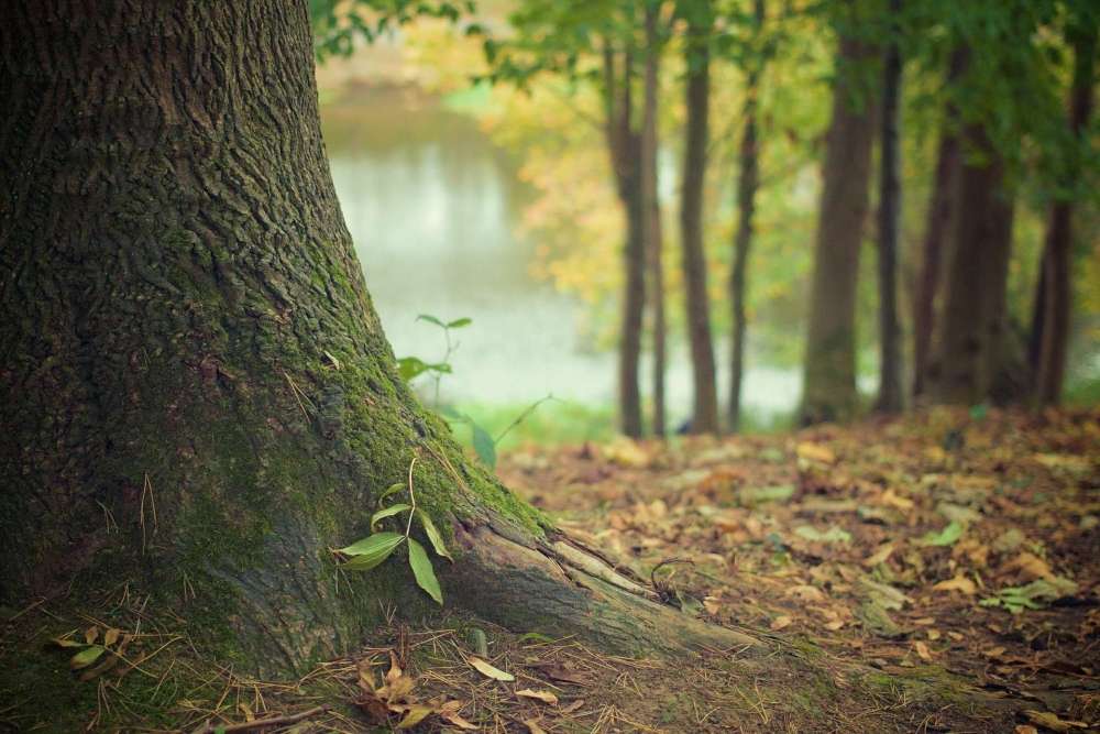 therapie arbre