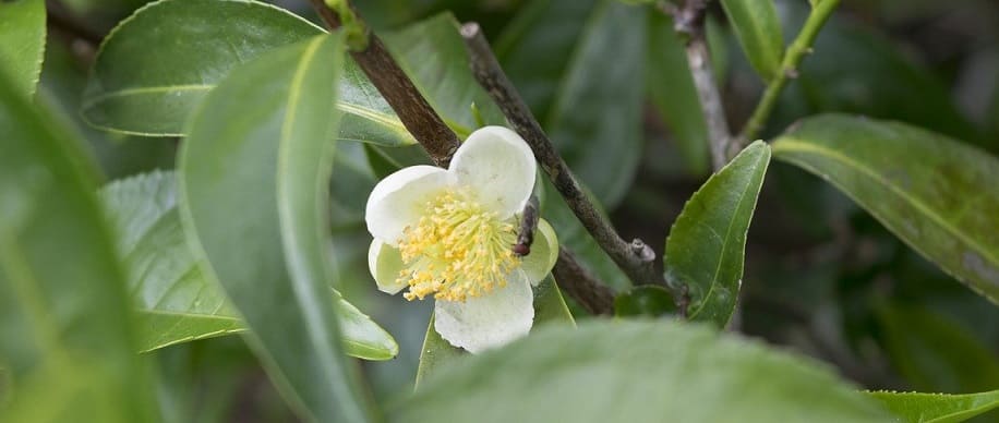 fleur de théier