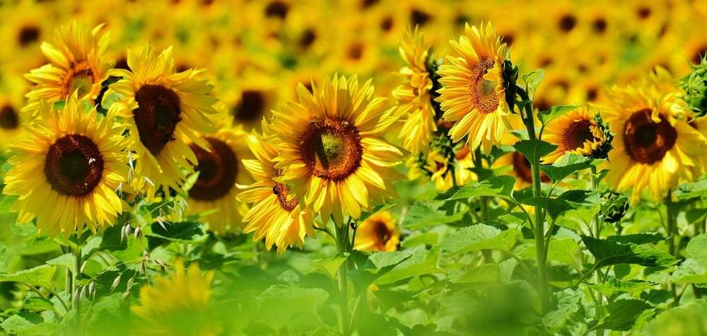 Helianthus annuus