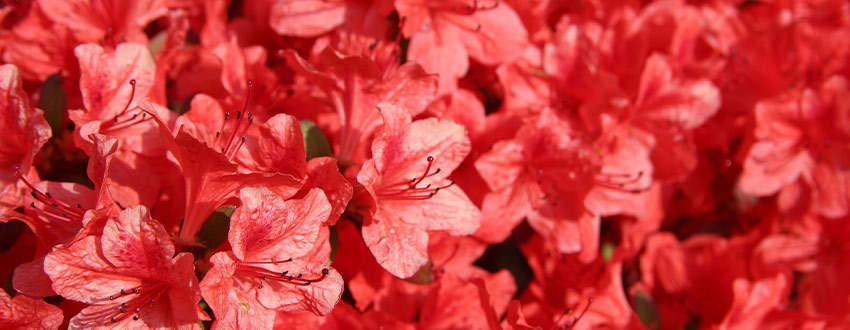 azalée rouge branche