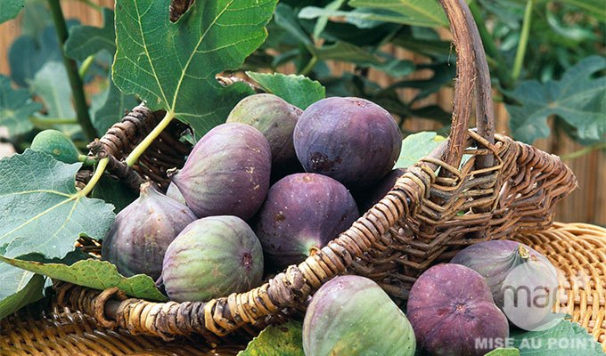 panier de figues