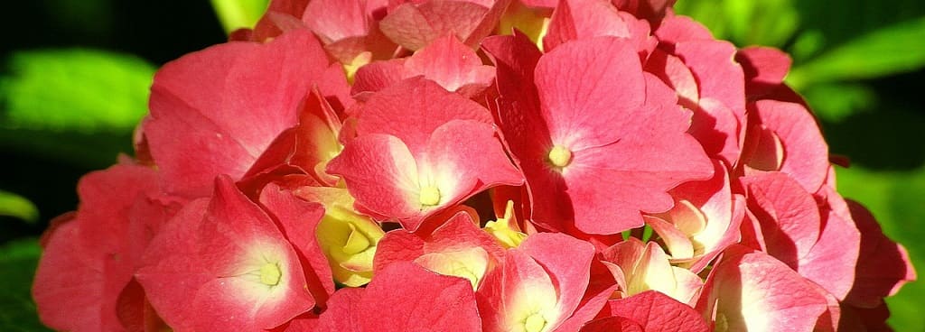 variete hortensia