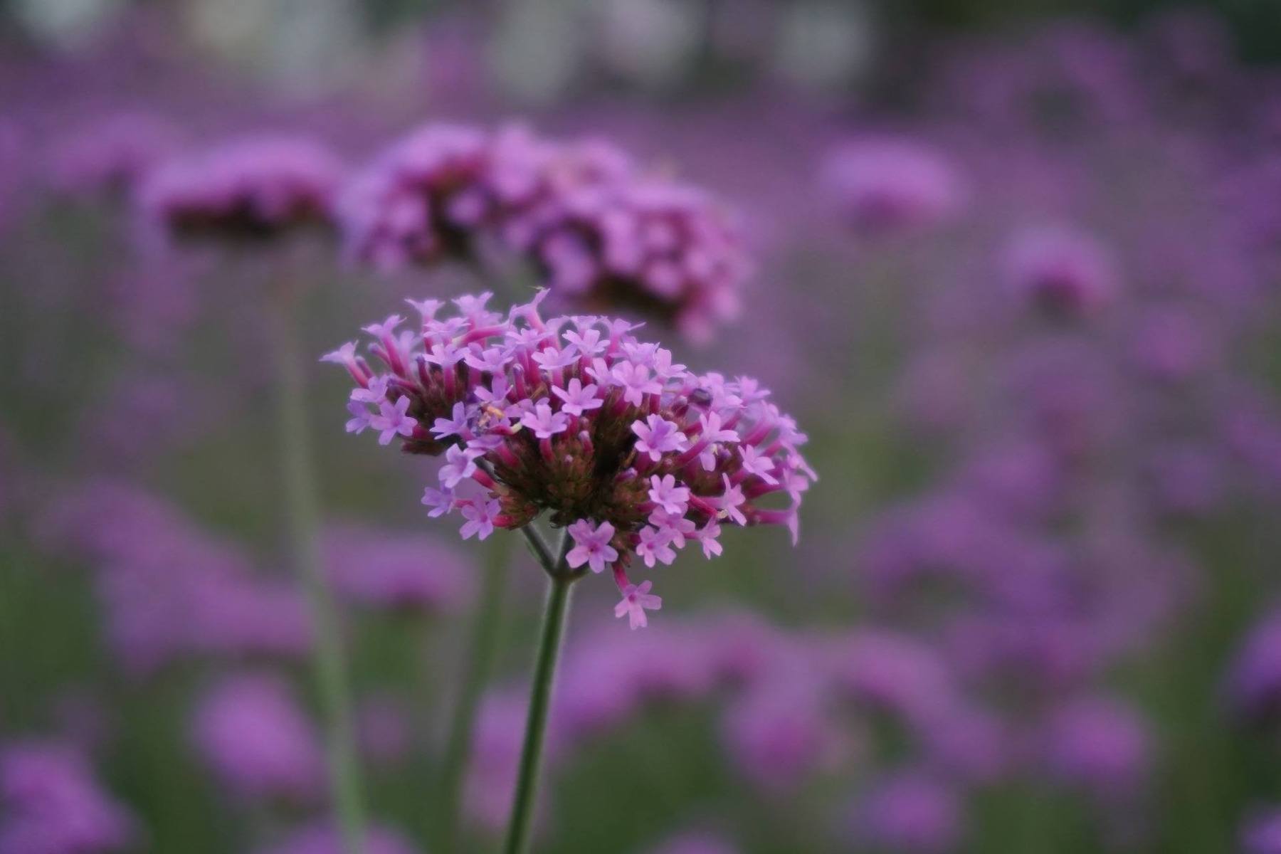 verveine des jardins