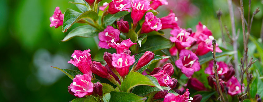 branche de Weigelia
