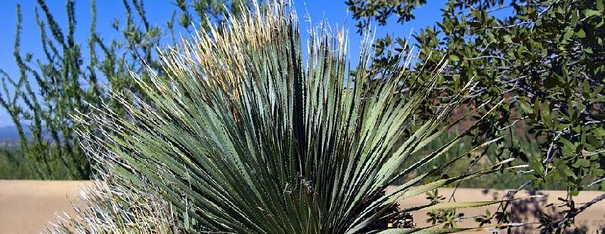 yucca jardin
