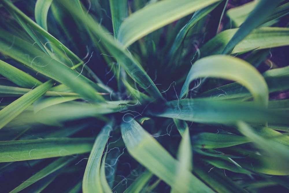 plante verte intérieur yucca