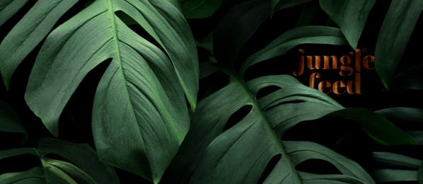 JUNGLE FEED