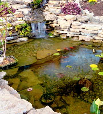 Bassin de jardin