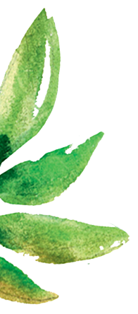 plante2