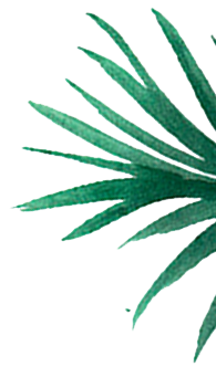 plante3